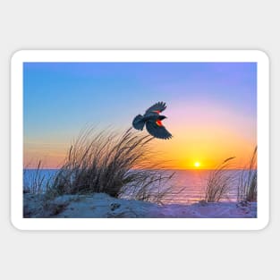 Red Winged Blackbird at Sunset Sticker